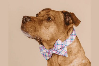 pink-papyrus-drops-fun-bow-ties:-great-for-dogs