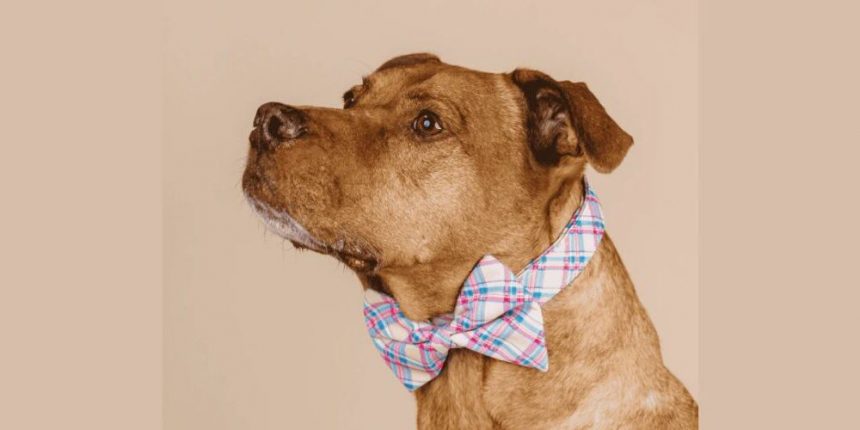 pink-papyrus-drops-fun-bow-ties:-great-for-dogs