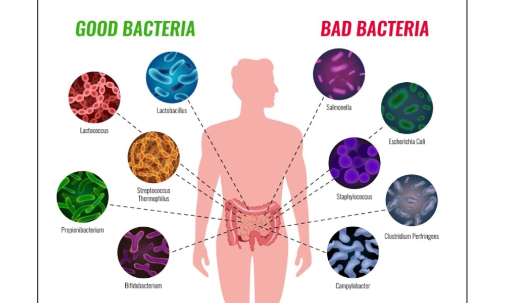top-gut-health-supplements-2025-to-boost-your-digestion