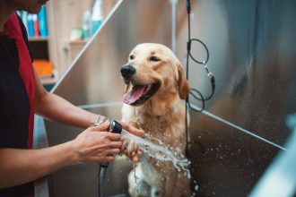 petszone:-setting-new-standards-in-pet-care